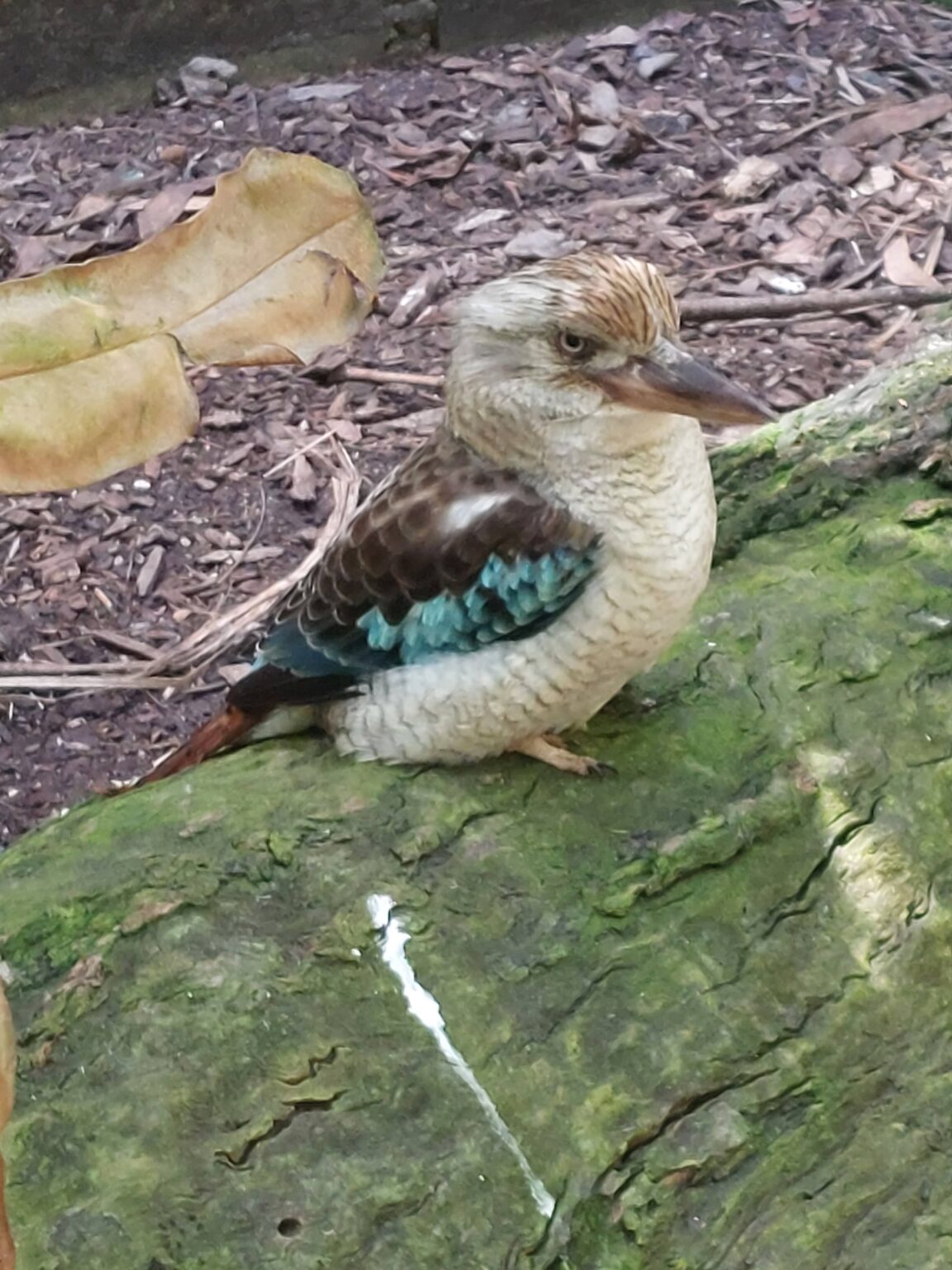 animaux Australie helpvoyageur