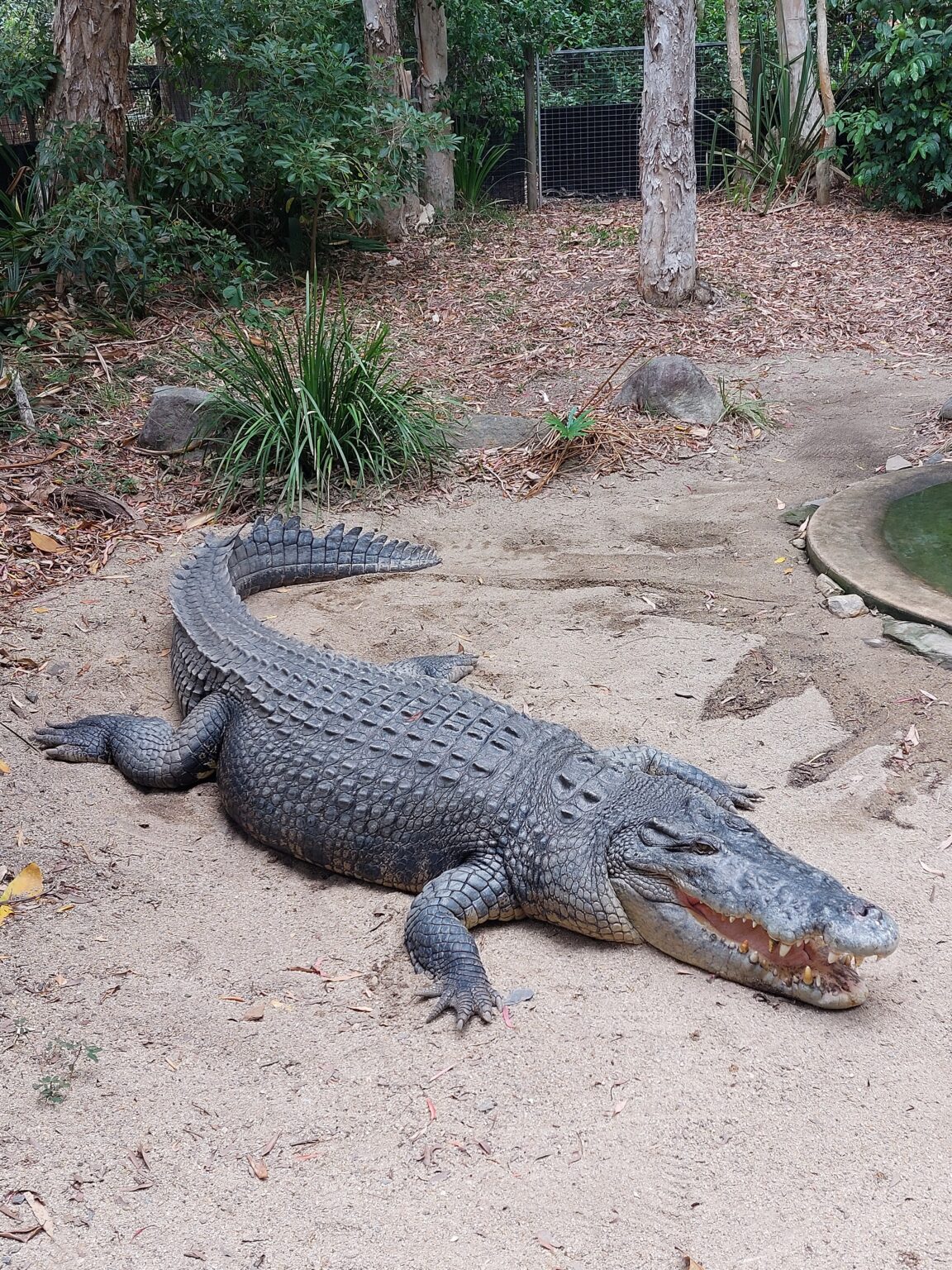 animaux Australie helpvoyageur
